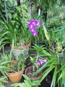 Orchids growing in pots in the garden  